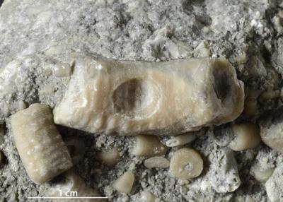 <i>Oichnus isp.</i><br />Hilliste Quarry,  m, Juuru Stage