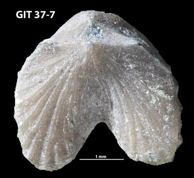 https://files.geocollections.info/large/5d/9c/5d9c0f9d-331a-41b9-b886-0a54ac0d8ea5.jpg