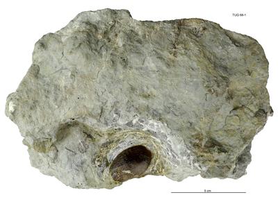 https://files.geocollections.info/large/5d/c4/5dc42b75-25b4-4d7c-a006-79bc5281437f.jpg
