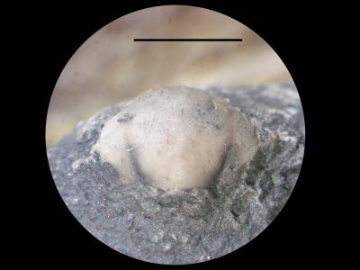 https://files.geocollections.info/large/5d/cb/5dcb0b46-f751-49b7-9277-c37dffb2c905.jpg
