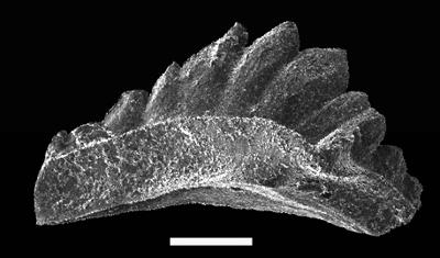 https://files.geocollections.info/large/5d/e8/5de86026-5c35-41a4-b258-f9a72795dfd9.jpg
