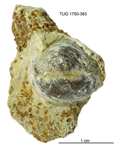 https://files.geocollections.info/large/5d/e8/5de862a2-25dd-469d-a067-2012e8185859.jpg