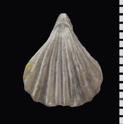 https://files.geocollections.info/large/5d/f3/5df3dedc-8f1b-4ecc-80e6-f2e7a88853f7.jpg
