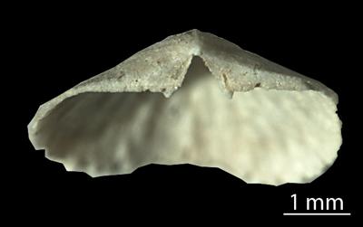 https://files.geocollections.info/large/5d/f8/5df82983-5ca0-4694-81d0-1b78c156a5c6.jpg