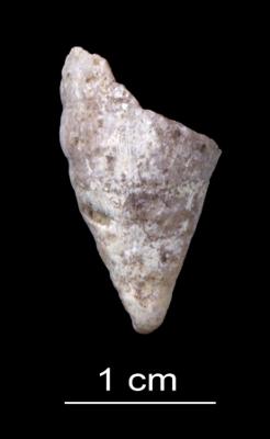 https://files.geocollections.info/large/5d/fa/5dfa9c3e-3427-48f5-9ce0-b919542a25a4.jpg