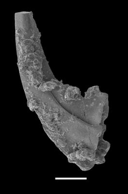 https://files.geocollections.info/large/5e/32/5e321a96-f5cf-4689-8d4d-c855fbcc571f.jpg