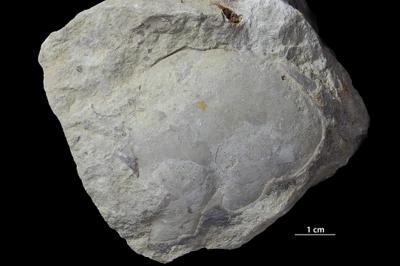 https://files.geocollections.info/large/5e/5d/5e5d2672-63b6-46e5-b1d3-00a347da5013.jpg