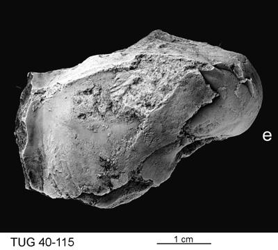 https://files.geocollections.info/large/5e/77/5e77ac7e-fb83-429e-9627-90e14e70a18e.jpg