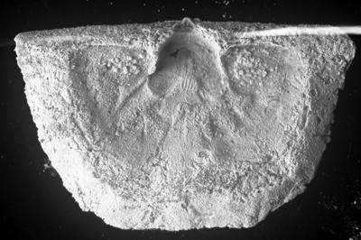 https://files.geocollections.info/large/5e/89/5e8954f6-314d-4750-954f-423d559ade45.jpg