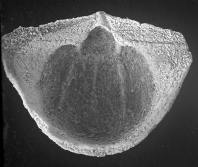 https://files.geocollections.info/large/5e/a7/5ea78da5-7bba-4d2f-a0f7-6272de3927aa.jpg