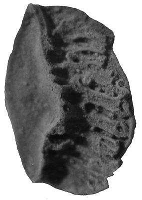 https://files.geocollections.info/large/5e/b9/5eb9e74d-6a56-47df-bd21-46c59a93874d.jpg