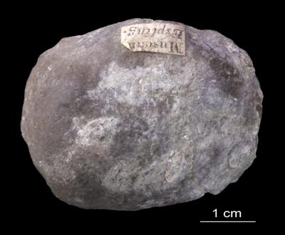 https://files.geocollections.info/large/5e/c3/5ec3ec41-39c1-4f8f-923c-f3baba408aec.jpg