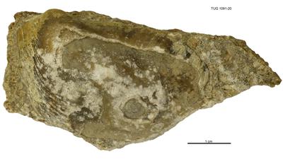 https://files.geocollections.info/large/5e/d7/5ed737f9-b593-415c-b43b-31eb29571bfc.jpg