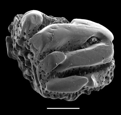 https://files.geocollections.info/large/5e/de/5ede4e9f-e47d-4845-a597-72b83c27efed.jpg