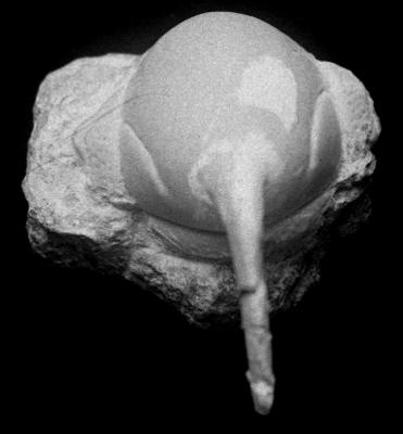 https://files.geocollections.info/large/5e/f6/5ef686ec-0cda-4295-896b-20116b83cb01.jpg