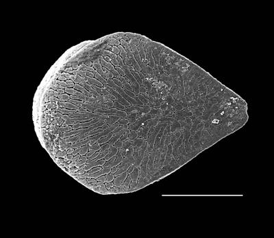 https://files.geocollections.info/large/5f/1a/5f1a1be4-0c4b-4500-a7ea-a63afb07c4b8.jpg