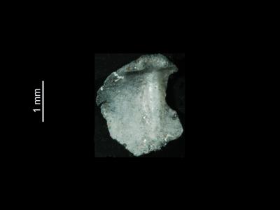 https://files.geocollections.info/large/5f/4f/5f4fba2c-7283-4b2a-9bf0-000a324bdab8.jpg