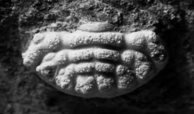 https://files.geocollections.info/large/5f/54/5f54613e-519b-478f-83b0-2931f5c688d0.jpg