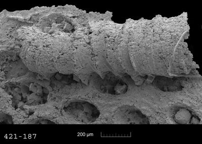 https://files.geocollections.info/large/5f/5d/5f5db8cc-9b26-49d7-bbe2-4ad75303db25.jpg