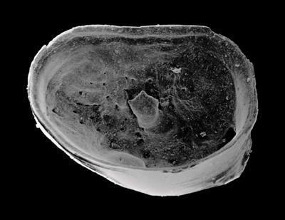 https://files.geocollections.info/large/5f/6c/5f6c06e0-4e40-426b-948e-3cdc64fc57a6.jpg