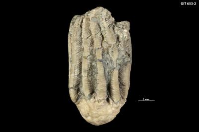 https://files.geocollections.info/large/5f/96/5f96fa8d-7dff-4060-8092-de594eac0f06.jpg