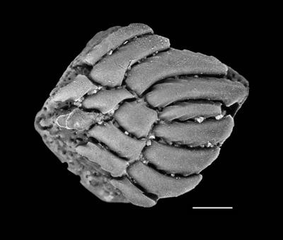 https://files.geocollections.info/large/5f/cf/5fcfce59-3c13-4b73-bd33-7bdb6fdc6510.jpg