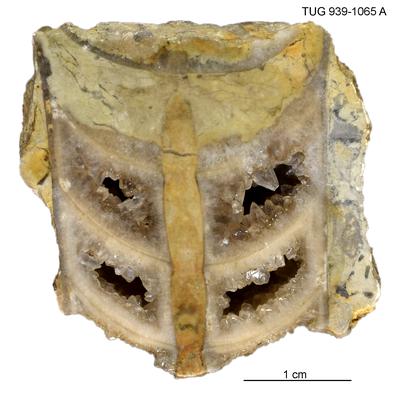 https://files.geocollections.info/large/5f/da/5fda2e4a-a200-4be3-8a40-c22ab4dd58a7.jpg
