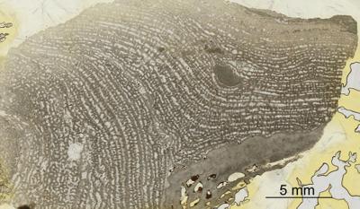 https://files.geocollections.info/large/5f/e0/5fe0e718-5683-4655-adaf-7153b9a8f14a.jpg