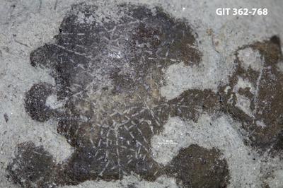 <i></i><br />Ohesaare cliff,  m, Ohesaare Stage