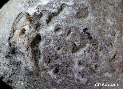 <i>Trypanites isp.</i><br />Saxby shore,  m, Vormsi Stage