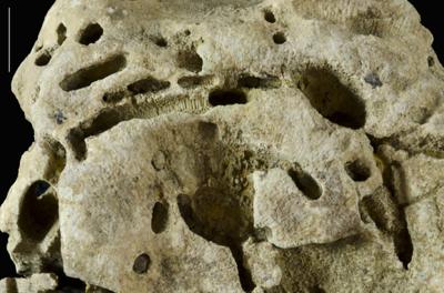 <i></i><br />Hirmuse creek outcrop,  m, Haljala Stage