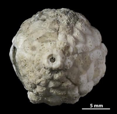 https://files.geocollections.info/large/60/ba/60baa066-d394-4e02-b083-f3c29a83a805.jpg