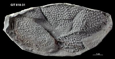 https://files.geocollections.info/large/60/d6/60d6ddfe-ddf4-48f5-b716-8c85fef97082.jpg