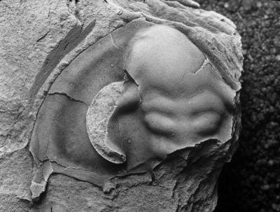 https://files.geocollections.info/large/61/10/61109469-9cf7-460b-90a0-fea540bf0666.jpg