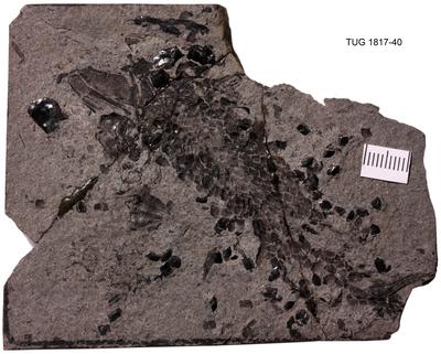 https://files.geocollections.info/large/61/4d/614dd890-6b26-45be-95fe-94066fb671d3.jpg