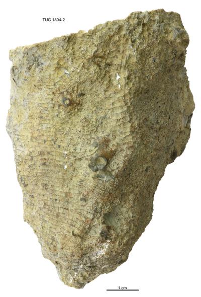 https://files.geocollections.info/large/61/60/6160222b-6596-4746-91ac-2348e415cf1e.jpg