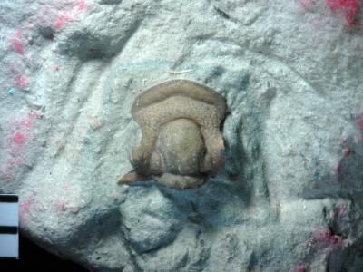 https://files.geocollections.info/large/61/64/6164d7a9-9dff-4481-b130-8a5a082f3f3a.jpg