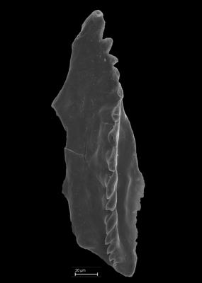 SEM image of the holotype.