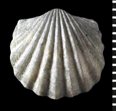 https://files.geocollections.info/large/61/7f/617fb11a-a739-43bb-8cce-baa0e678b4db.jpg