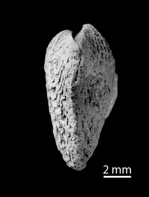 https://files.geocollections.info/large/61/96/6196e750-9cde-4974-8279-a21e666143a8.jpg