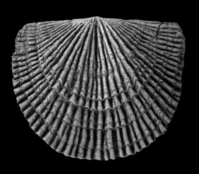 https://files.geocollections.info/large/61/a1/61a1e517-a317-4e4a-88a6-8fe42f587b81.jpg