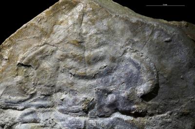 https://files.geocollections.info/large/61/a8/61a8021a-dfbd-4166-833e-675450a6e43d.jpg