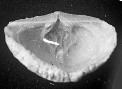 https://files.geocollections.info/large/61/a9/61a979b2-4d1a-4b83-bf13-ab6412a532a8.jpg