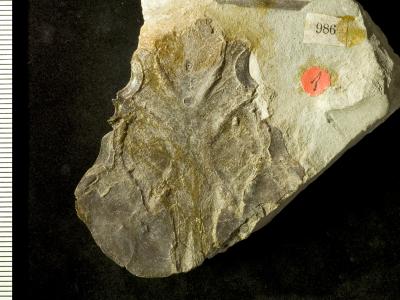 https://files.geocollections.info/large/61/ac/61acfadb-5cad-496b-bb50-ebc2f4b0b359.jpg