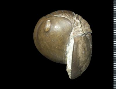 https://files.geocollections.info/large/61/ae/61ae5cea-f808-4e28-9286-b4f10392d902.jpg