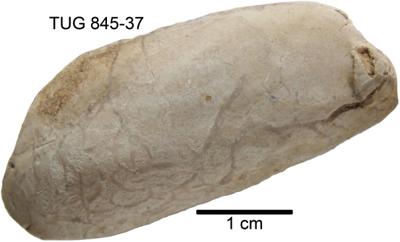https://files.geocollections.info/large/61/e9/61e9aa68-8ace-42c3-8fc4-f017f2540086.jpg