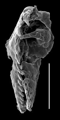 <i>Oenonites aff. latus</i><br />West Anticosti coastal outcrops, Canada,  m, Katian