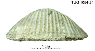 https://files.geocollections.info/large/61/fb/61fb94ce-2d60-4587-b2ee-72524bb85c75.jpg