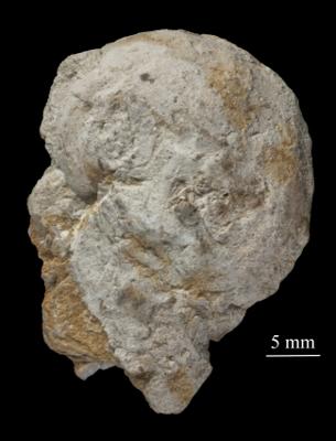 https://files.geocollections.info/large/62/11/6211a5d7-7554-4344-8ebb-cbb5cb3e95ed.jpg