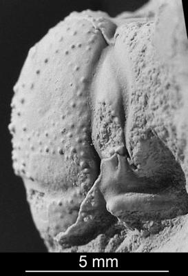 https://files.geocollections.info/large/62/1f/621f3056-c36f-433b-94f3-12727666e683.jpg